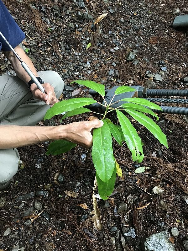 楪yuzurihaの由来 楪 Yuzuriha